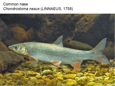 09 Common nase – Chondrostoma nasus (LINNAEUS, 1758) (Image: Andreas Hartl)