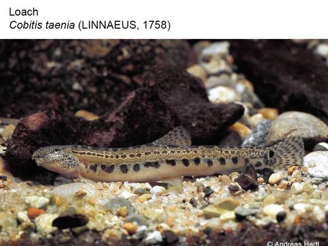11 Loach - Cobitis taenia (Linnaeus, 1758) (Image: Andreas Hartl)