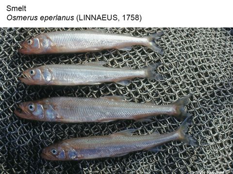 12 Smelt - Osmerus eperlanus (Linnaeus, 1758) (Image: Jörg Freyhof)