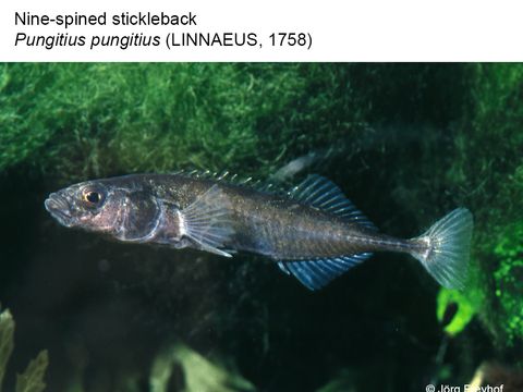 13 Nine-spined stickleback - Pungitius pungitius (Linnaeus, 1758) (Image: Jörg Freyhof)