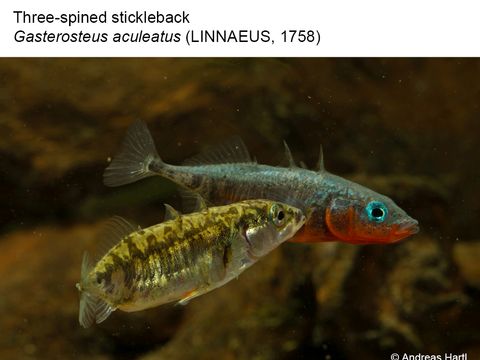 17 Three-spined stickleback - Gasterosteus aculeatus (Linnaeus, 1758) (Image: Andreas Hartl)