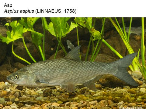 23 Asp - Aspius aspius (Linnaeus, 1758) (Image: Andreas Hartl)