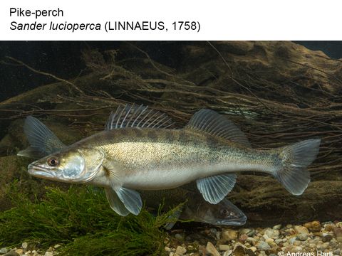 28 Pike-perch - Sander lucioperca (Linnaeus, 1758) (Image: Andreas Hartl)