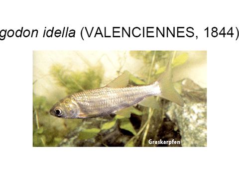 33 Grass carp - Ctenopharyngodon idella (Valenciennes, 1844) (Image: Umweltatlas Berlin)
