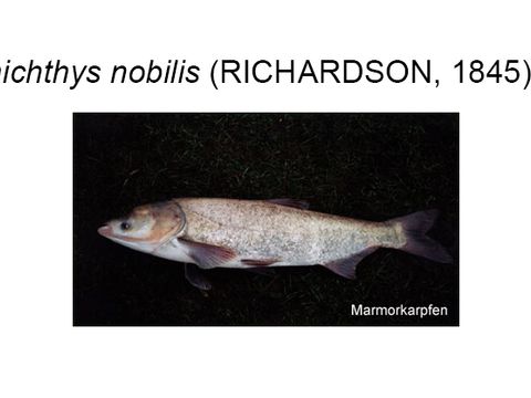 34 Marble carp - Hypophthalmichthys nobilis (Richardson, 1845) (Image: Umweltatlas Berlin)