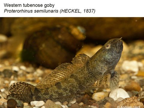 38 Western tubenose goby – Proterorhinus semilunaris (HECKEL, 1837) (Image: Andreas Hartl)