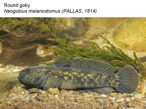 39 Round goby – Neogobius melanostomus (PALLAS, 1814) (Image: Andreas Hartl)