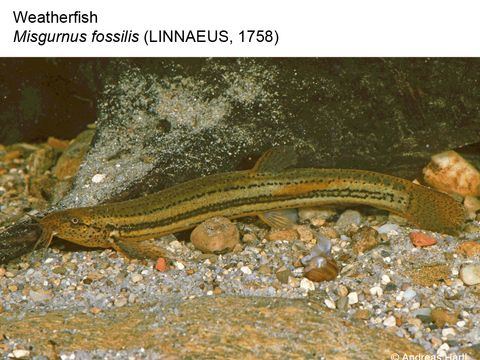 02 Weatherfish - Misgurnus fossilis (Linnaeus, 1758) (Image: Andreas Hartl)