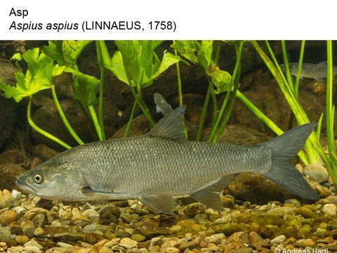 23 Asp - Aspius aspius (Linnaeus, 1758) (Image: Andreas Hartl)