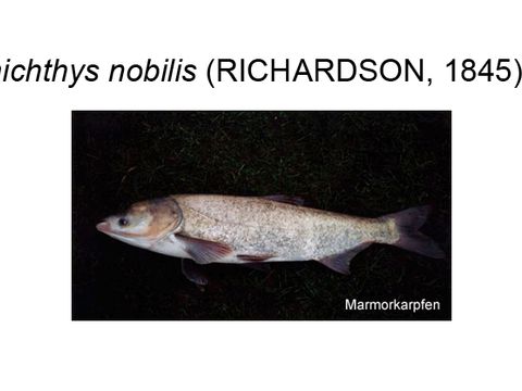 35 Marble carp - Hypophthalmichthys nobilis (Richardson, 1845) (Image: Umweltatlas Berlin)