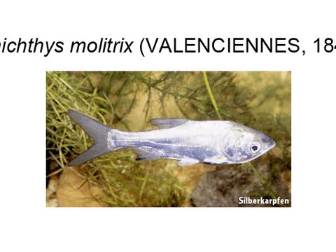 36 Silver carp - Hypophthalmichthys molitrix (Valenciennes, 1844) (Image: Umweltatlas Berlin)