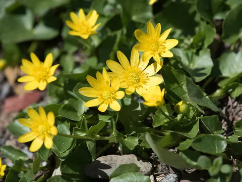 Gelbe Blumen