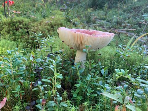 Pilz im Grünen