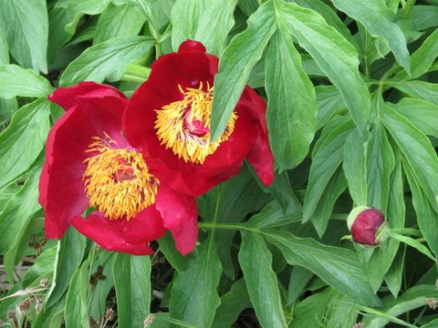 zwei rote blueten