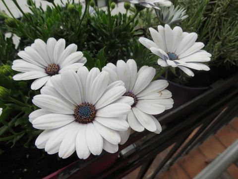 weiße Blumen auf dem Balkon