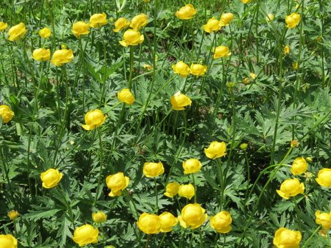 gelbe Blumen auf einer Wiese