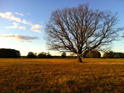 Baum im Fläming
