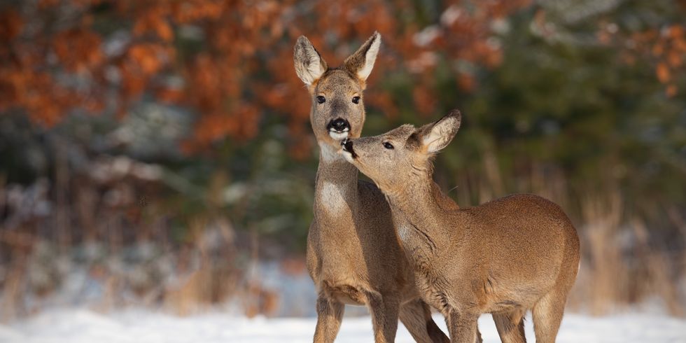 Zwei Rehe (Capreolus capreolus), Mutter und Sohn, stehen im Schnee und berühren sich an der Schnauze.