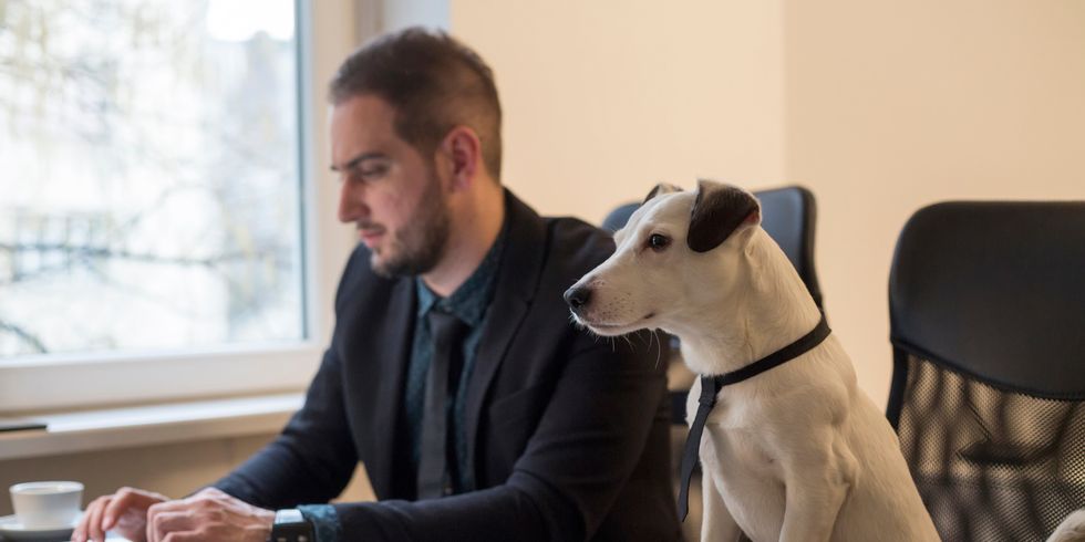 Hund im Büro