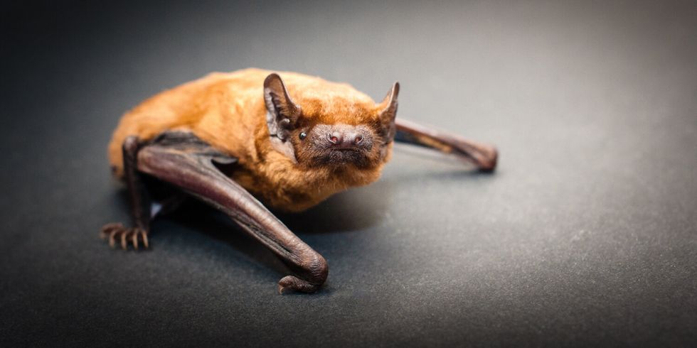 Großer Abendsegler (Nyctalus noctula)