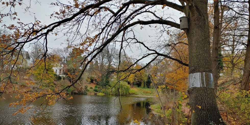 Entlang der Grunewaldseenkette finden Waldkäuze eine neue Brutstätte, wie hier am Koenigssee.