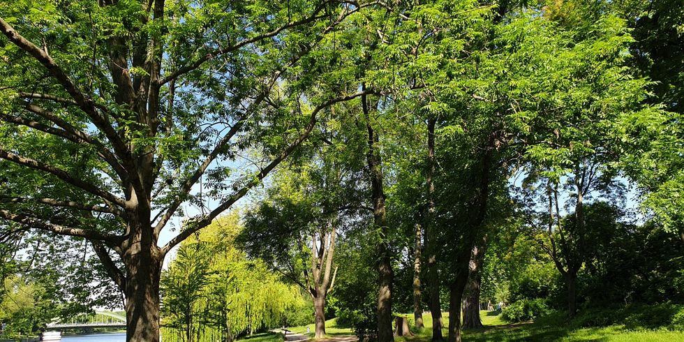 Das Bezirksamt arbeitet weiter am Uferwanderweg rund um die Mierendorff-Insel
