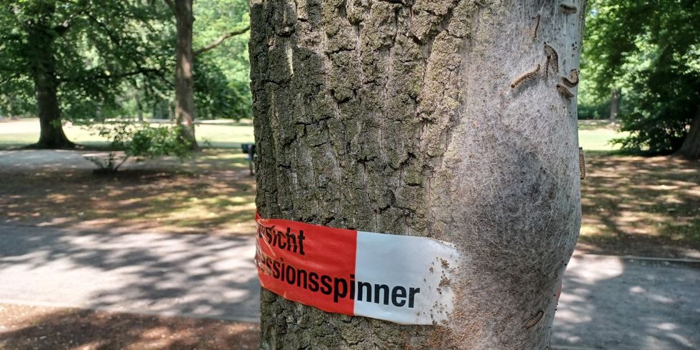 Rot-weißes Band mit Hinweis: "Vorsicht Eichenprozessionsspinner" an einem Baum, Raupen auf der Rinde.