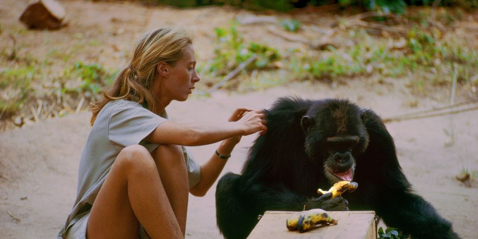 Foto aus dem Film "Jane: Jane Goodall laust einen Affen, beide sitzen auf dem Boden.