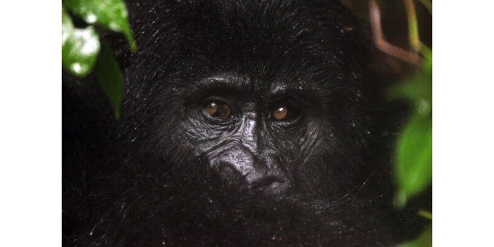 Porträtfoto eines Gorillas aus der Ausstellung "Einzig-Arten" zum Thema Biodiversität und Tierschutz