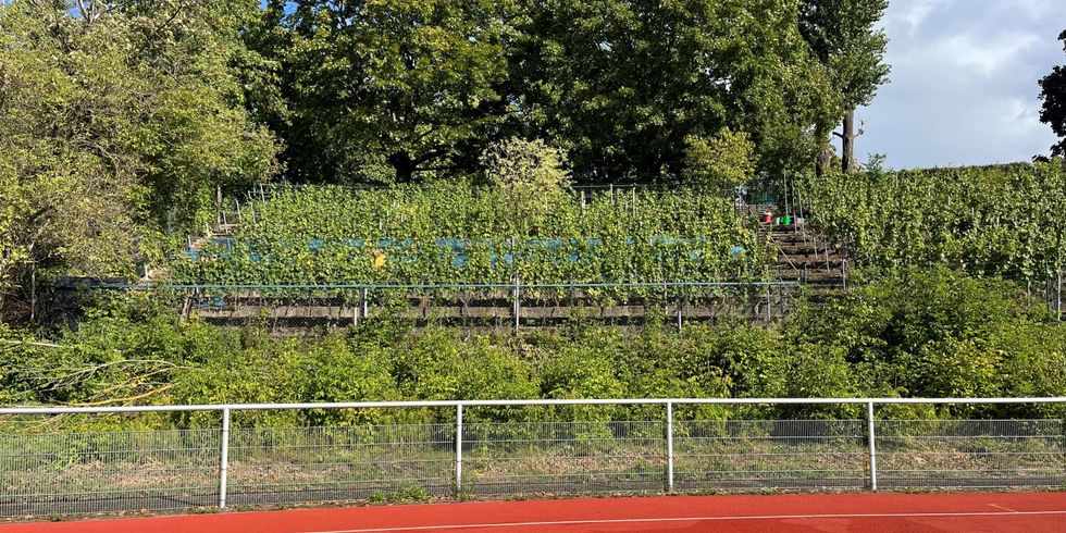 Weinlese Stadion Wilmersdorf 2025