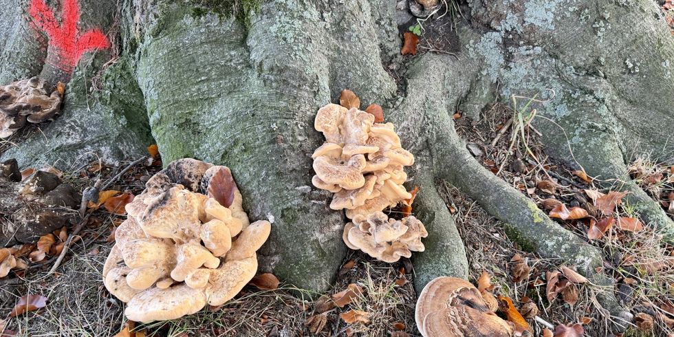 Schwefel- und Riesenporling (lat. Laetiporus sulphureus und Meripilus giganteus) am Baumstamm.