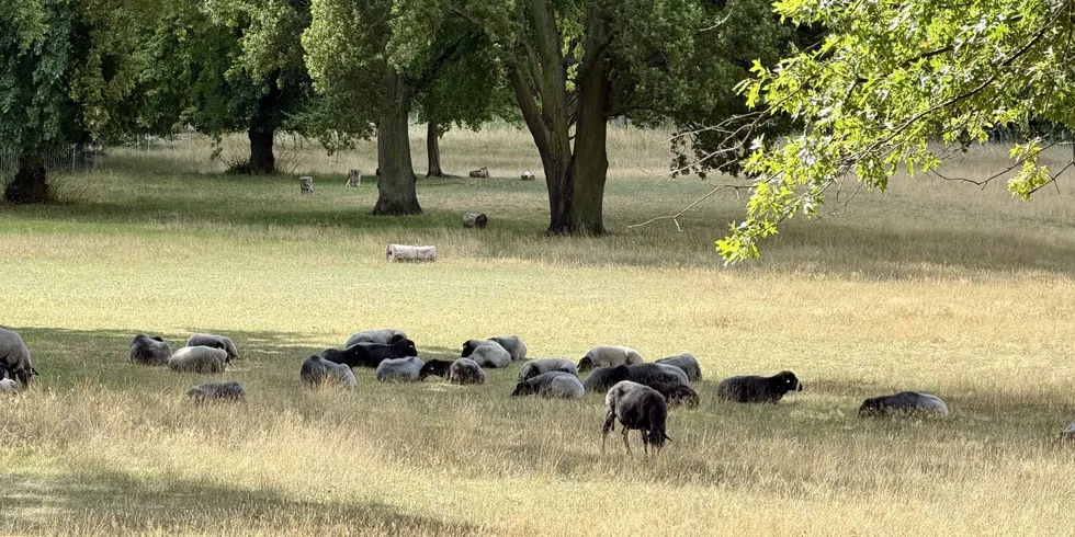 Schafe weiden im Ruhwaldpark (Juli 2026)