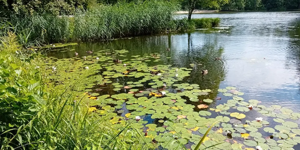 Volkspark Jungfernheide, Jungfernheideteich, Seerosen