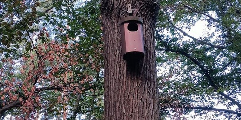 Kauzkasten