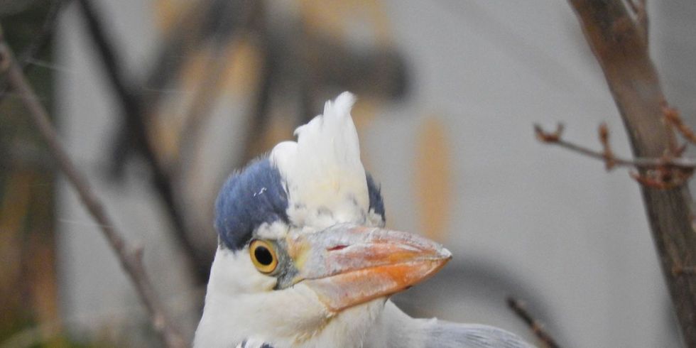 Tier des Monats Oktober: Graureiher, oder auch Fischreiher genannt (latainischer Name Ardea cinerea) – wilder, schneller Jäger am Wasser
