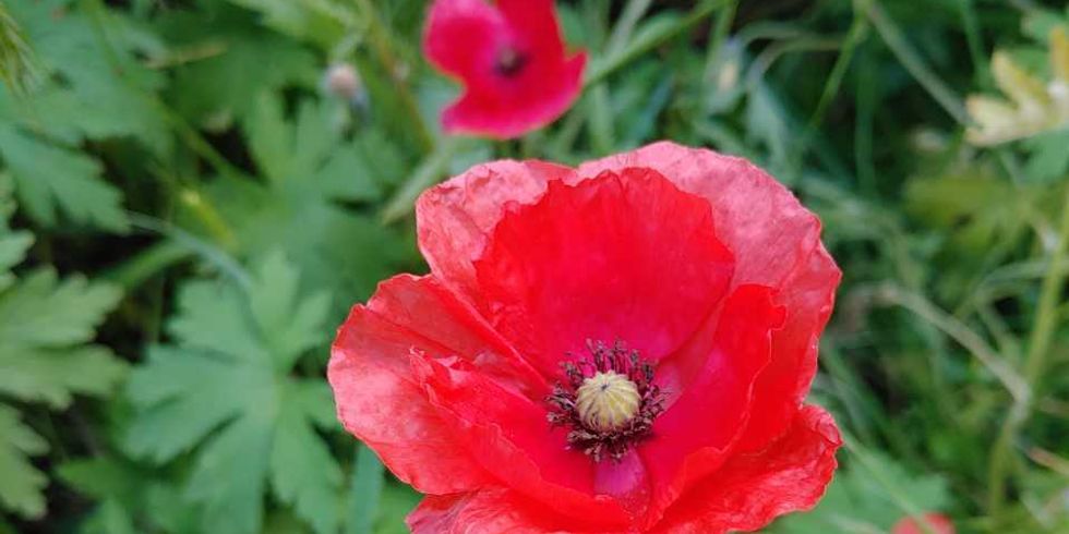Klatschmohn