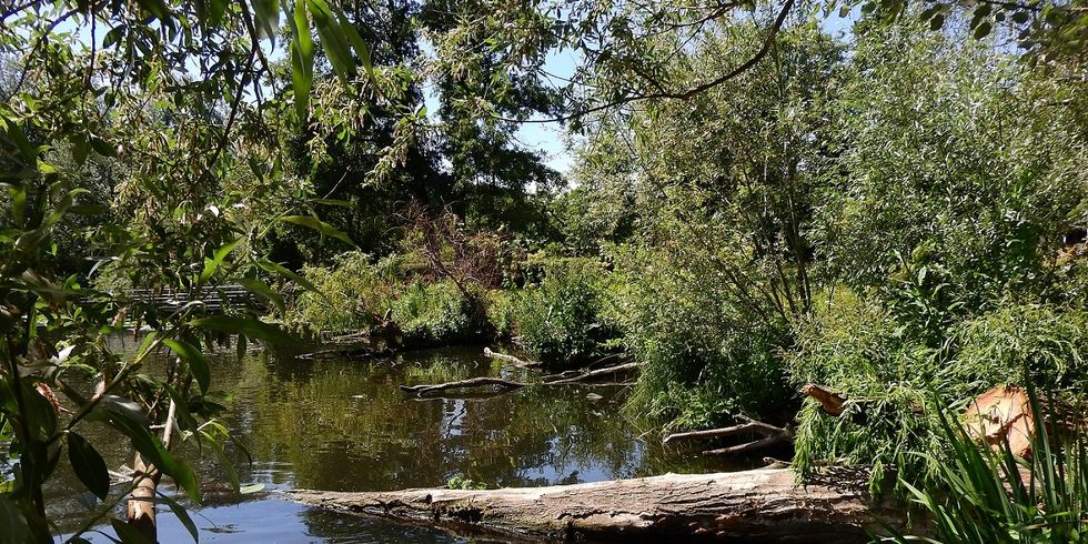 Uferwegetation Schwanenwiese Rummelsburger Bucht