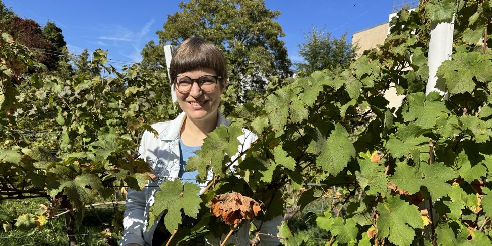 Annika Gerold bei der Weinlese
