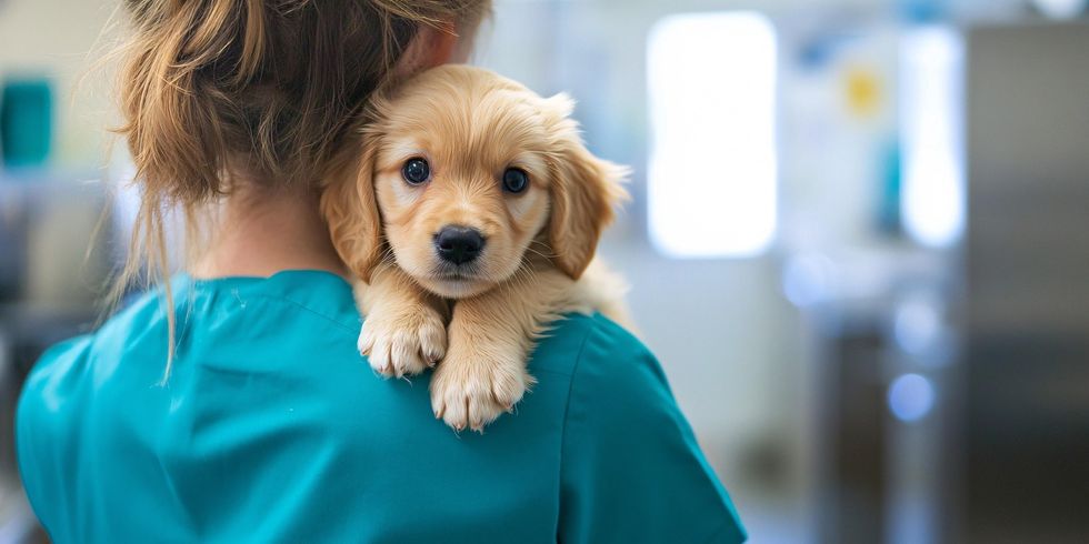 Hund auf dem Arm