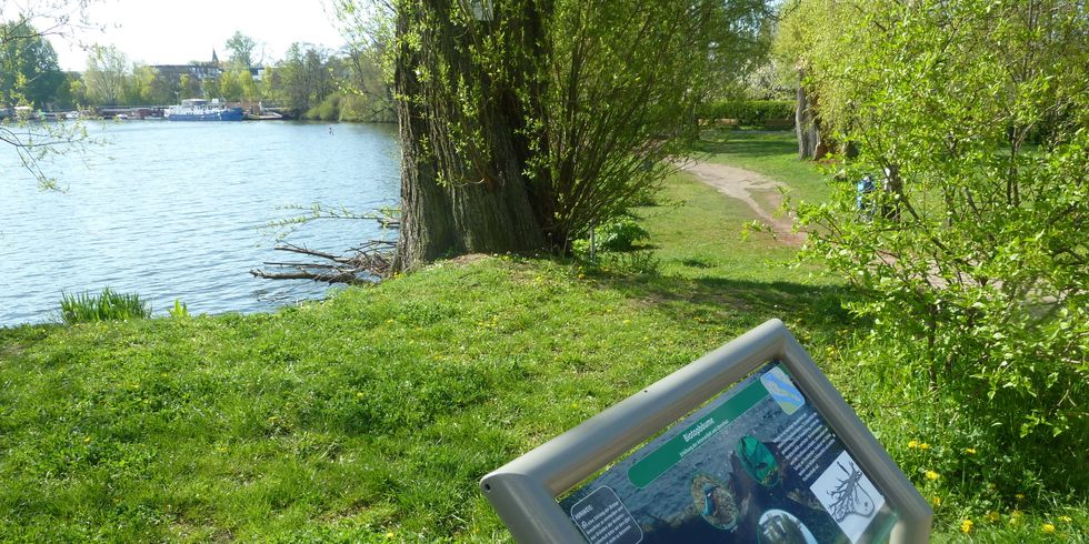 Blick von der Schwanenwiese auf den Friedrichshainer Teil der Rummelsburger Bucht