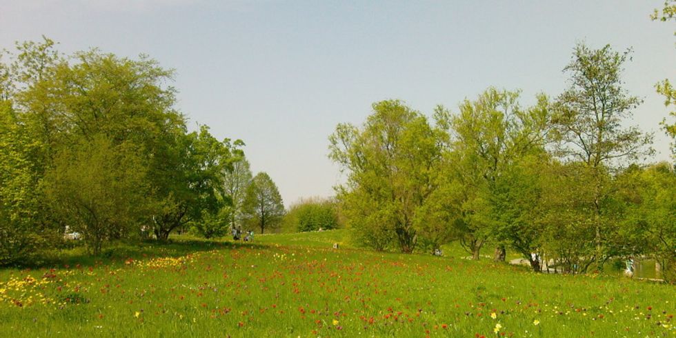 Blumenwiese