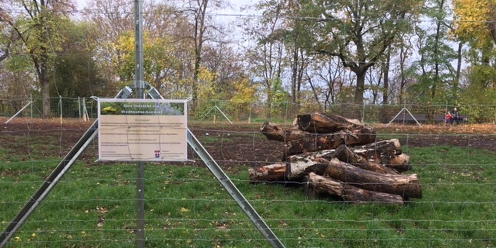 Hier auf dem kleinen Bunkerberg entsteht die neue Blühwiese für Wildbienen