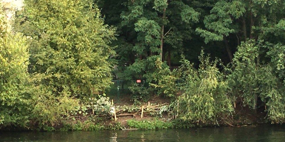 Biberausstieg am Landwehrkanal