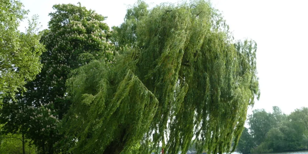 Weide am Ufer der Spree