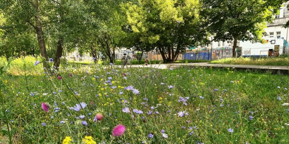 Wildblumenwiese am Wriezener Park