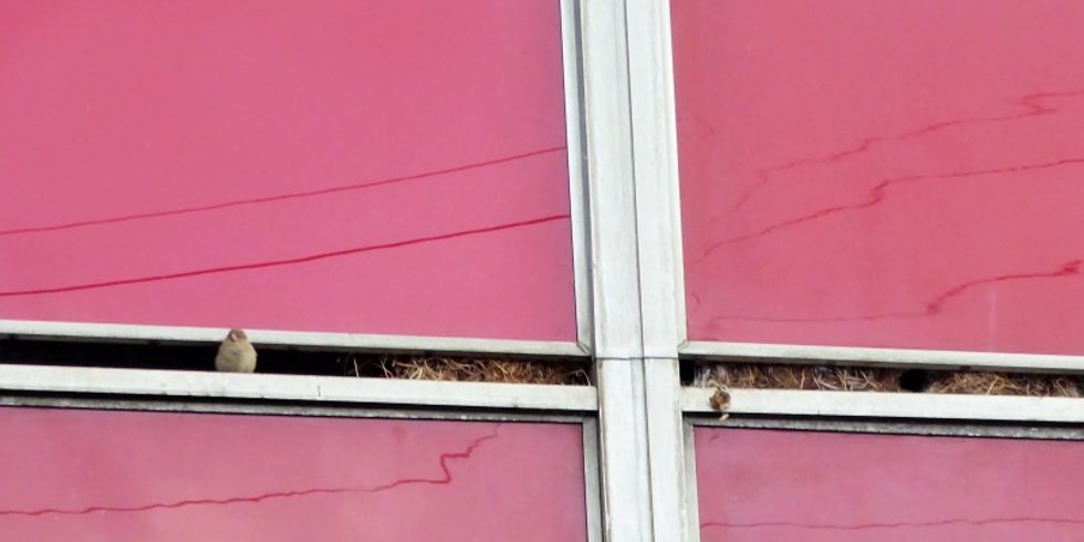 Haussperling mit Nest