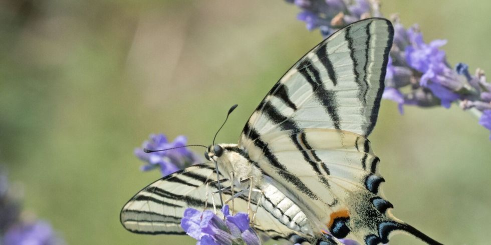 Das Bild zeigt einen Segelfalter, der an einer Lavendelblüte saugt.