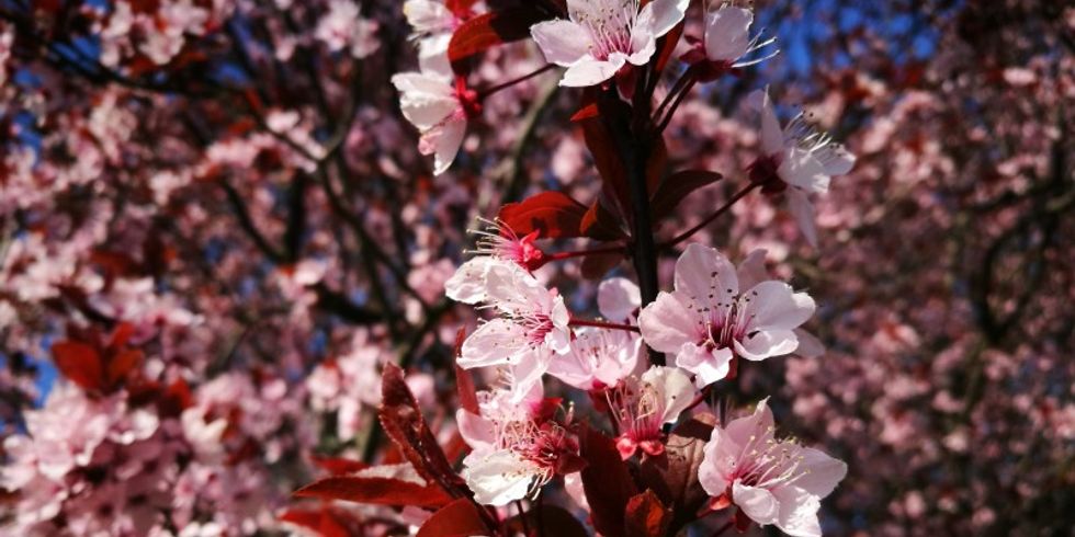 Kirschblüte