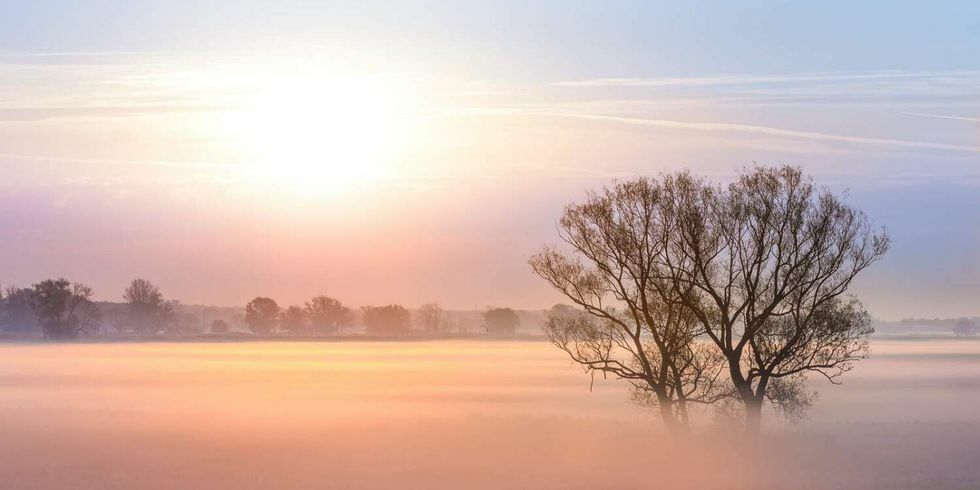Das Foto zeigt eine Landschaft am Morgen mit Nebel, zwei Bäume stehen nebeneinander im Vordergrund.
