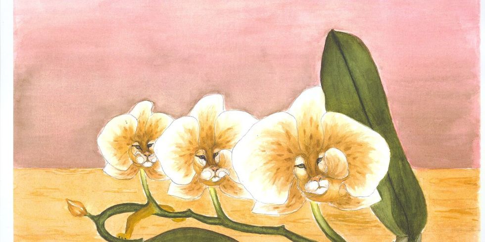 Phalaenopsis